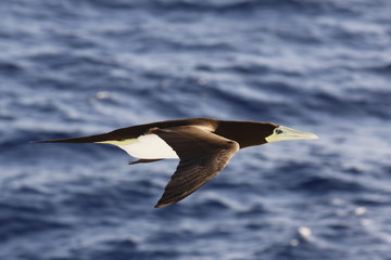 小笠原諸島近海のカツオドリ