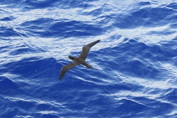 小笠原諸島近海のカツオドリ