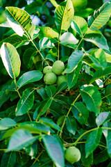 Green fruits of unripe walnuts on a tree among the leaves in summer. Soft selective focus.
