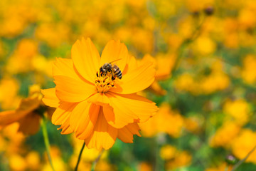 Close-up cosmos flowers with the bee, in the outdoor garden.