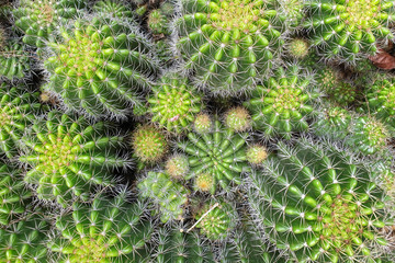 Top view of ball-shaped green cactus, full-frame image.
