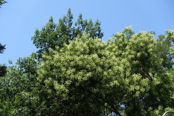 Obraz premium Cloudless sky and crown of blossoming Sophora japonica in July