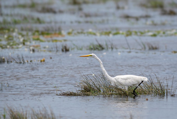 Great White Egret - Ardea alba, beautiful large egret from European fresh waters, Sri Lanka