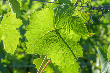 Vigne d'Alsace