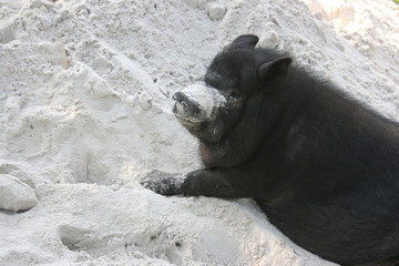 Naklejka premium a black pig on a vacation 