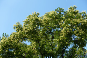 Crown of blossoming Sophora japonica tree against blue sky in August