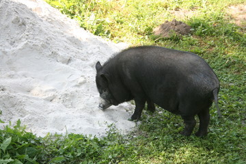 a black pig on a vacation 