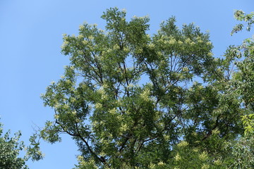 Flowering branches of Sophora japonica tree against blue sky in July