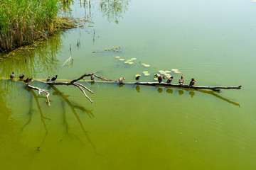 Flock of the ducks on branch of trer in river