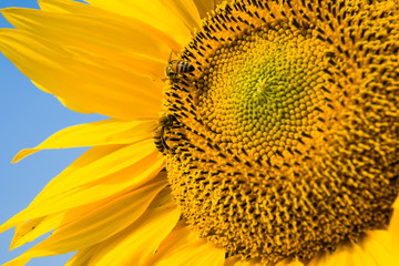 Close-up yellow sunflower with the bee, in the outdoor garden.