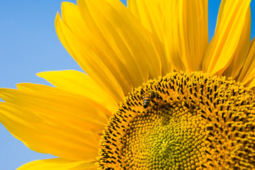 Naklejka premium Focus on the bee collecting nectar in the yellow sunflower.