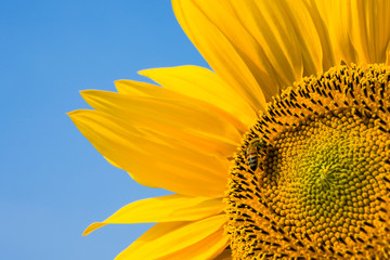 Naklejka premium Close-up yellow sunflower with the bee, in the outdoor garden.