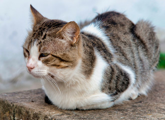 Chat domestique à Castelo de Vide, Portugal