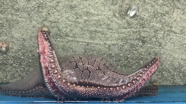 Close-up video of the movement of starfish