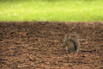Squirrel Holding A Walnut In The Middle Of The Forest