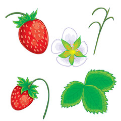 set of wild strawberries from berries, flower, leaves and branches, isolated object on white background, vector illustration,