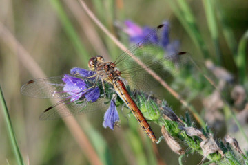 Heidelibelle auf Natternkopf