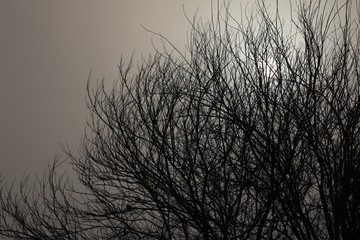 朝靄の中の太陽