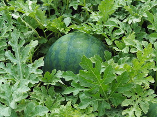 Agricultural background.Watermelon grows in a vegetable garden in a garden bed among green tops.