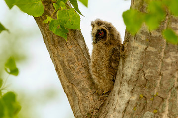 Waldohreule Ästling am Baum.