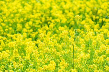 菜の花