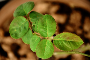 plant picture