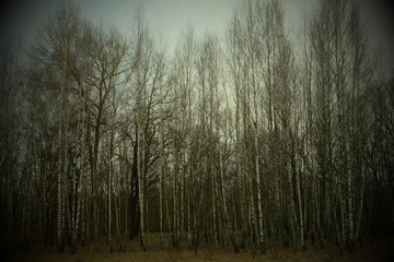 Birch grove on a spring evening. Leafless trees at dusk. Overcast weather.