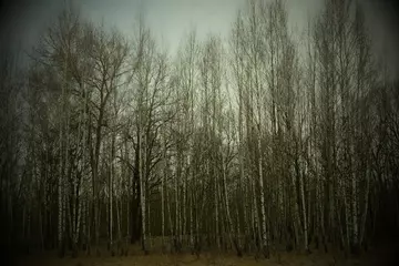 Gardinen Birch grove on a spring evening. Leafless trees at dusk. Overcast weather. © Oleksii