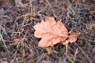 A dried oak leaf lies on the grass. Autumn leaf close up. Faded autumn grass.