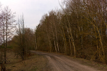 Obraz premium Trees growing on the side of a country road in the evening. A row of trees during twilight. Evening landscape. Leafless trees in spring.