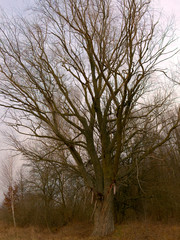 A beautiful leafless tree on a spring evening. Branches of a tree against the sky. Landscape. Twilight time.