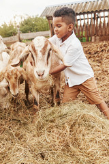 Cute little african american boy is on the farm at summertime with goats