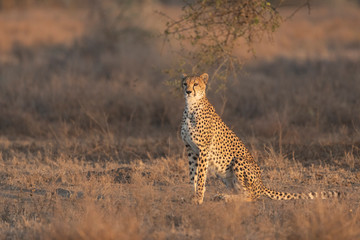 Horizontal view of a sitting cheetah in Ndutu Tanzania