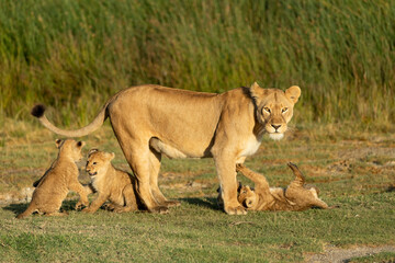 Naklejka na ściany i meble Lioness and her three small cubs playing in Ndutu Tanzania