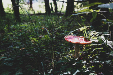 beautiful red fly agaric in the forest in morning sunlight, poisonous and dangerous mushroom