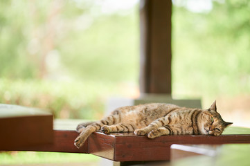 木のベンチの上でのんびりしている猫