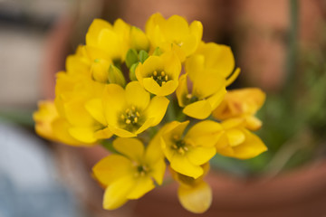 wallpaper plant with yellow flowers with blur