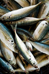Fresh raw Fish at the fish market. The Qianzhen fish market auction scene in Kaohsiung, Taiwan.