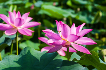 Fototapeta premium Beautiful lotus flower in the garden