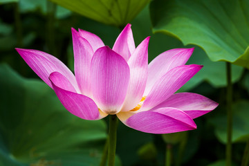 Beautiful lotus flower in the garden