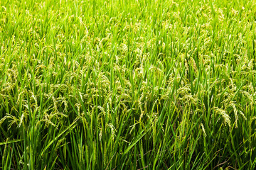 Rice crop soon to be harvest in the paddy field of Taiwan.