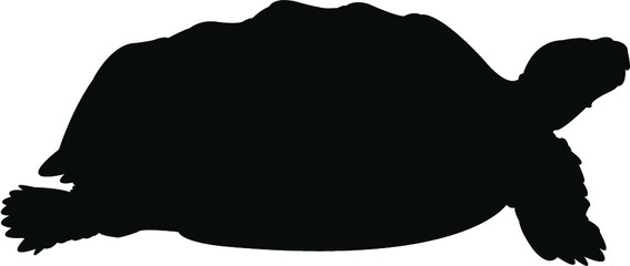 silhouette of a turtle