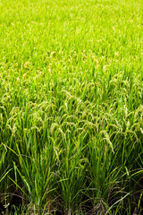 Rice crop soon to be harvest in the paddy field of Taiwan.