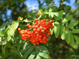 Rowan fruits on a branch
