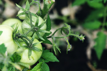 Hydroponic tomato gardening. Tomato hydroponic plants in greenhouse. Tomatoes on plants in hydroponics greenhouse farm. Tomatoes in greenhouse
