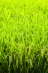 Rice crop soon to be harvest in the paddy field of Taiwan.