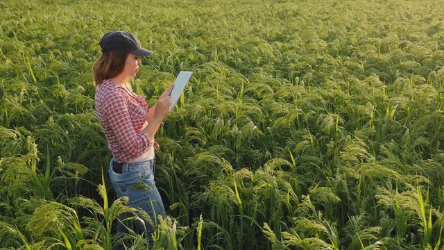 Woman farmer with digital tablet. Checking the integrity of the millet field of agriculture. Smart eco a harvesting agriculture farming concept.
