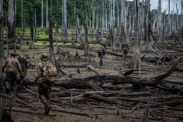 Dead forest