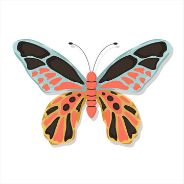 Elegant exotic butterfly on an isolated white background. Tropical insect with colorful curls and antennae. Vector stock illustration. Flat style and cartoon. Hand drawn illustration
