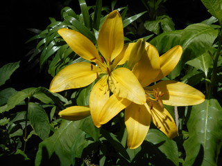 Obraz premium 満開のユリの花。 